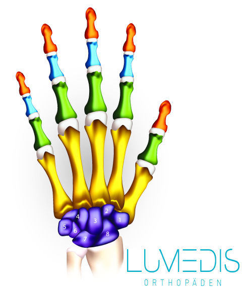 Anatomie der Hand und der Handwurzel
