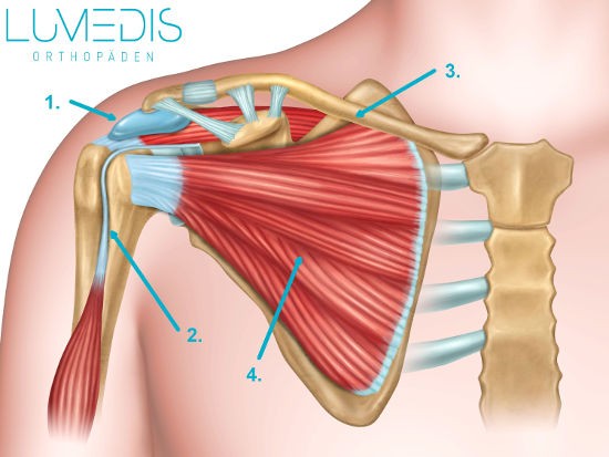 Abbildung der Anatomie der Schulter mit Rotatorenmanschette und Bizepssehne