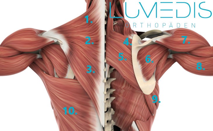Anatomie der Rückenmuskulatur