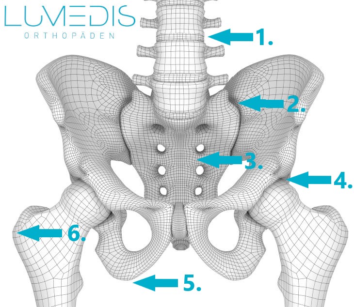 Anatomie Becken