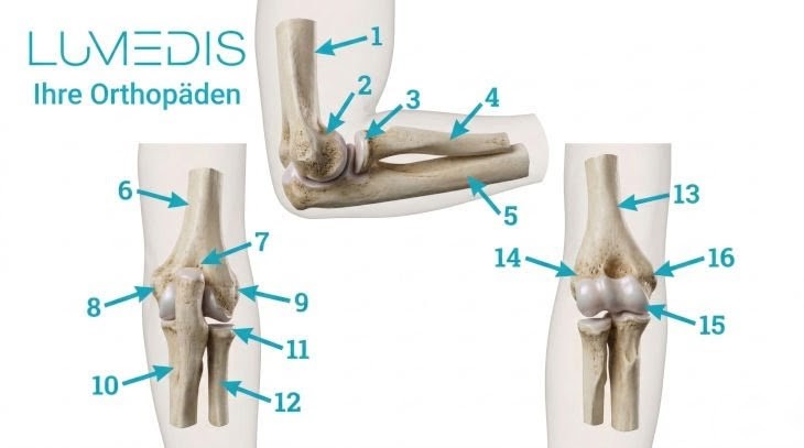 Anatomie vom Ellenbogen Anatomie vom Ellenbogen