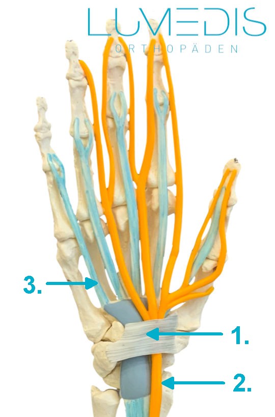 Anatomie der Hand