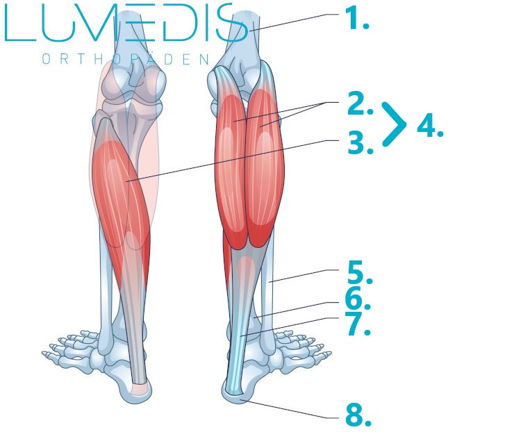 Anatomie der Wadenmuskulatur mit M. gastrocnemius und M. soleus