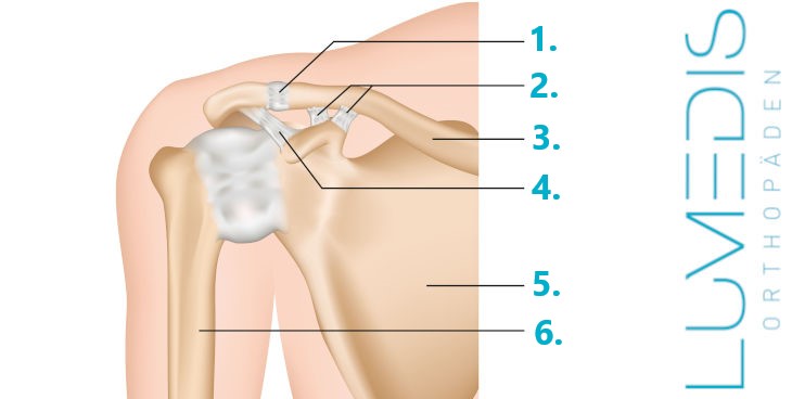 Bänder des Schultereckgelenks