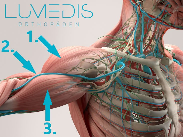 Anatomie der Schulter