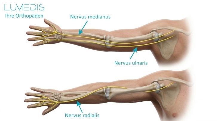 Nerven vom Arm