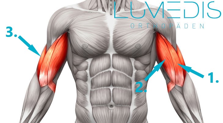 Abbildung des M. biceps brachii