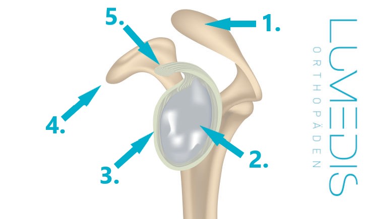 Labrum der Schulter
