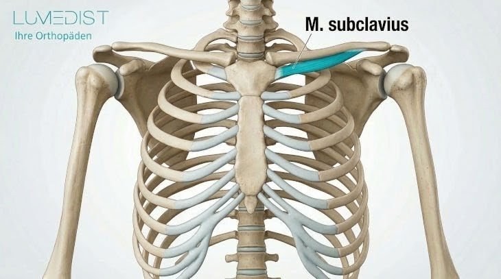 Abbildung des Musculus subclavius Abbildung des Musculus subclavius