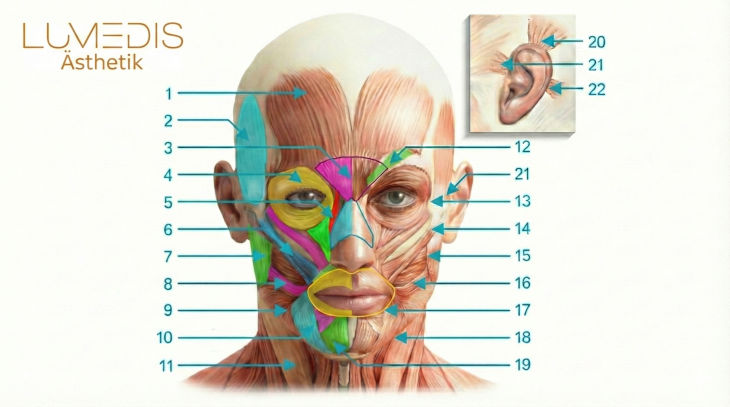 Muskeln vom Gesicht