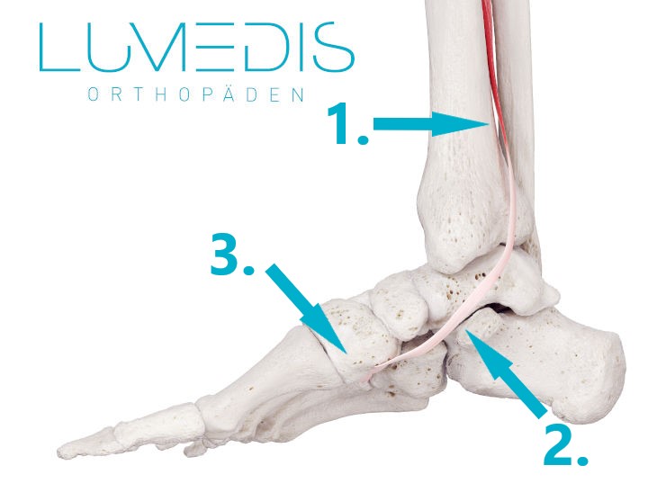 M. tibialis posterior