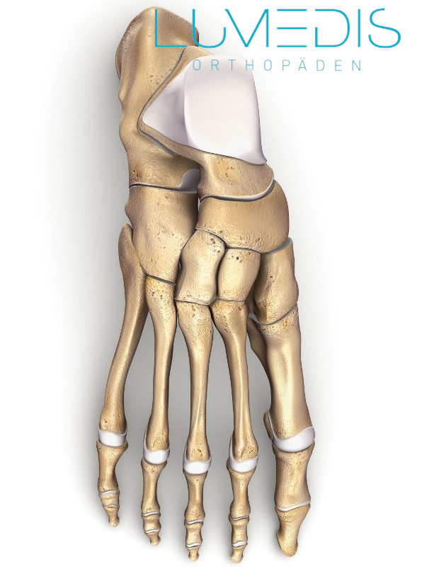 Anatomie Fuß