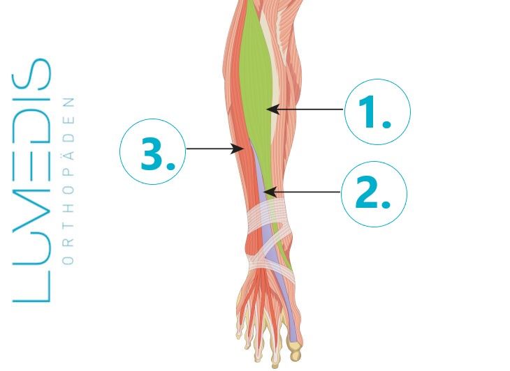 Anatomie der Fußheber