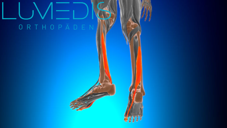 M. flexor hallucis longus