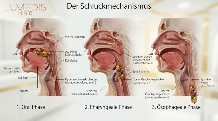 Schluckmechanismus beim Menschen