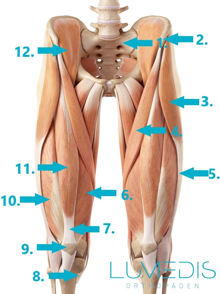 Anatomie der Oberschenkelmuskulatur