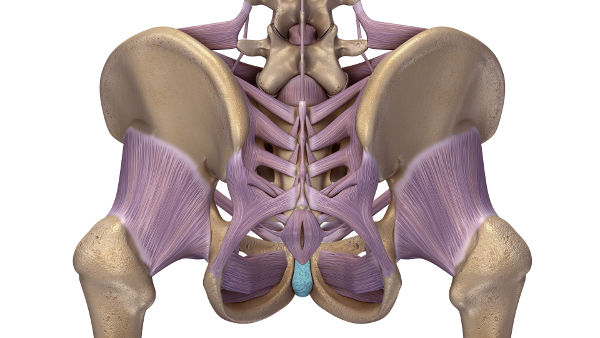 Anatomie der Hüfte