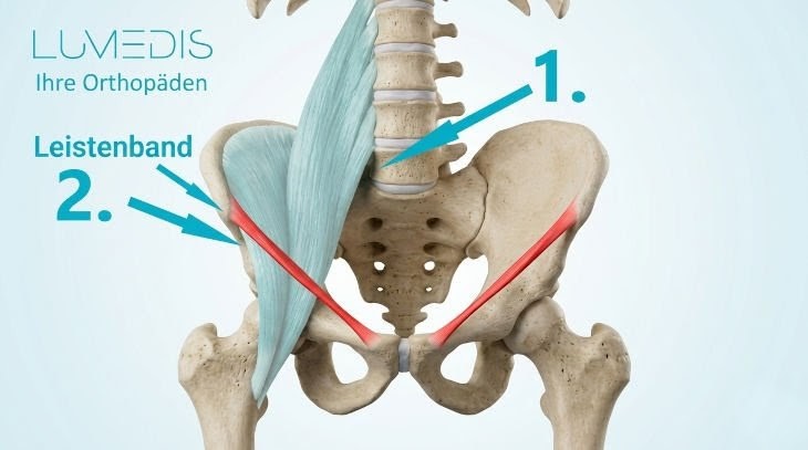 Abbildung des Leistenbandes mit dem Musculus iliopsoas Abbildung des Leistenbandes mit dem Musculus iliopsoas