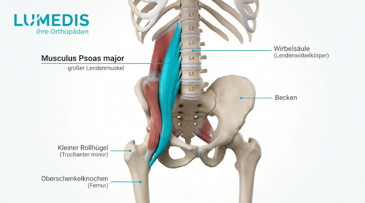 Psoas Muskel Psoas Muskel