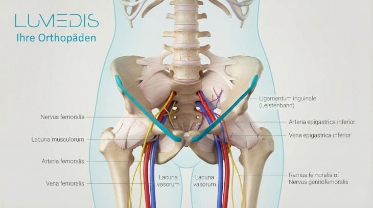 Anatomie vom Leistenband