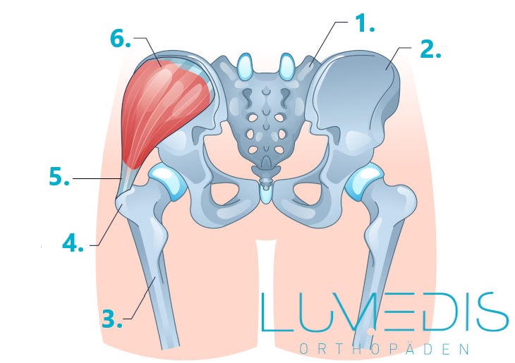 Abbildung des M. gluteus medius im Becken