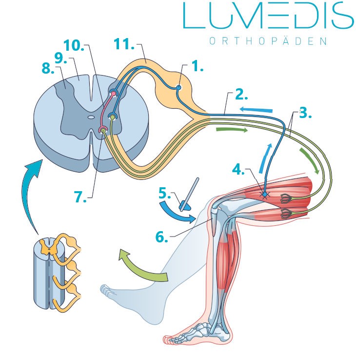 Patellasehnenreflex mit Reflexbogen