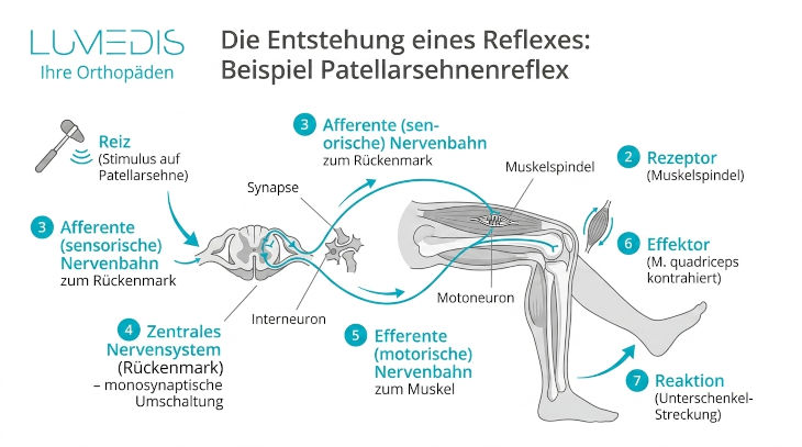 Entstehung des Patellasehnenreflexes Entstehung des Patellasehnenreflexes