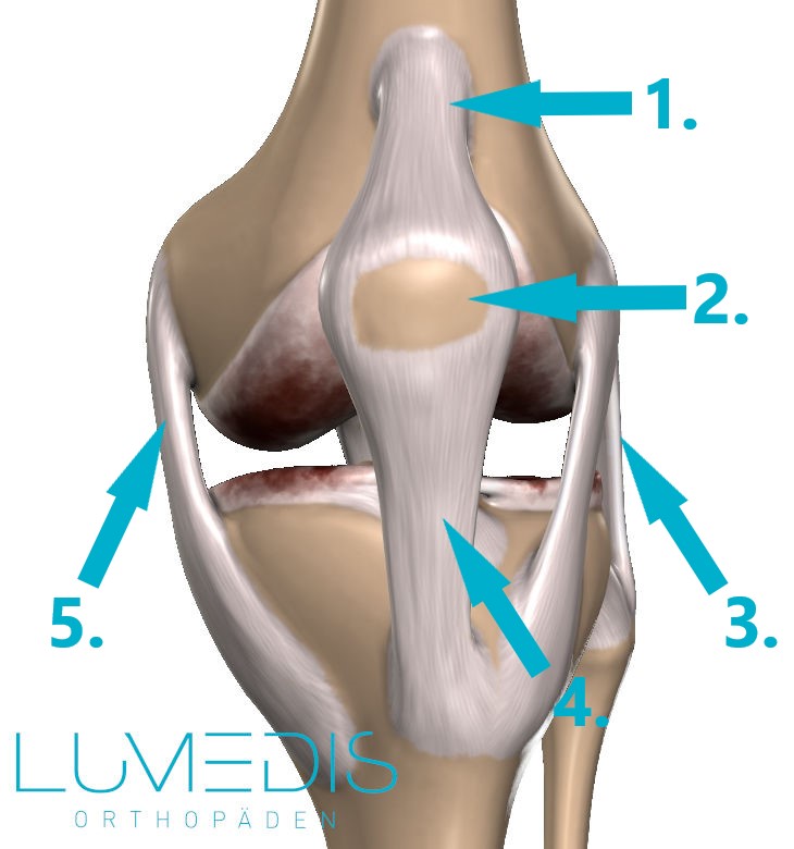 Bänder und Sehnen des Kniegelenks