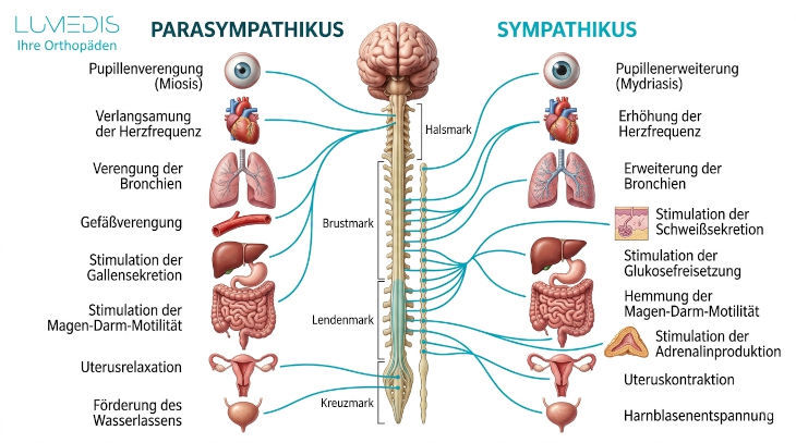 Abbildung Funktion von Sympathikus und Parasympathikus 
