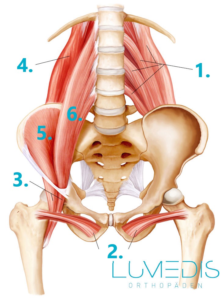 Muskel der Hüfte