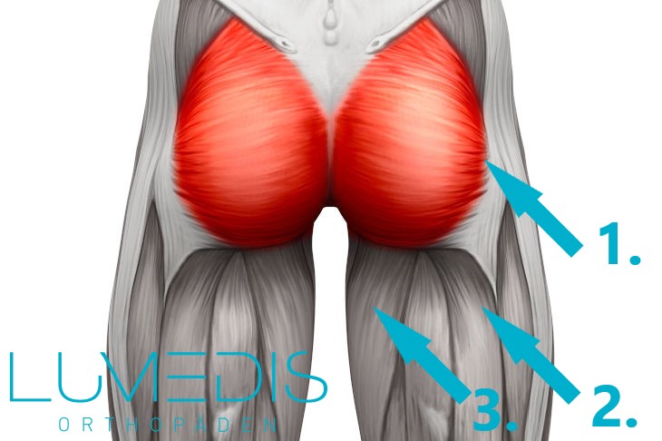 Gesäßmuskel