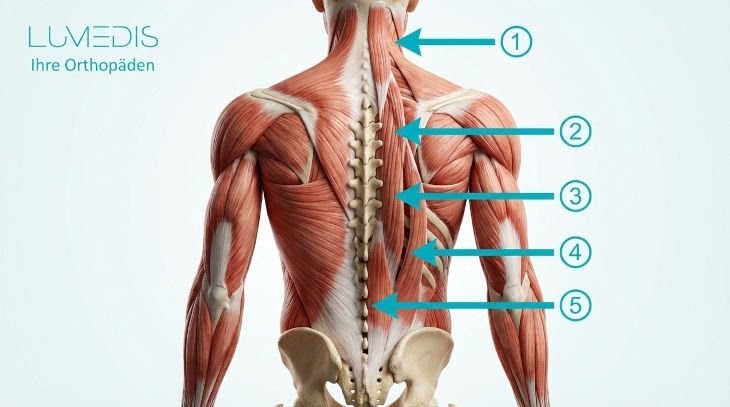 Rückenstreckmuskulatur