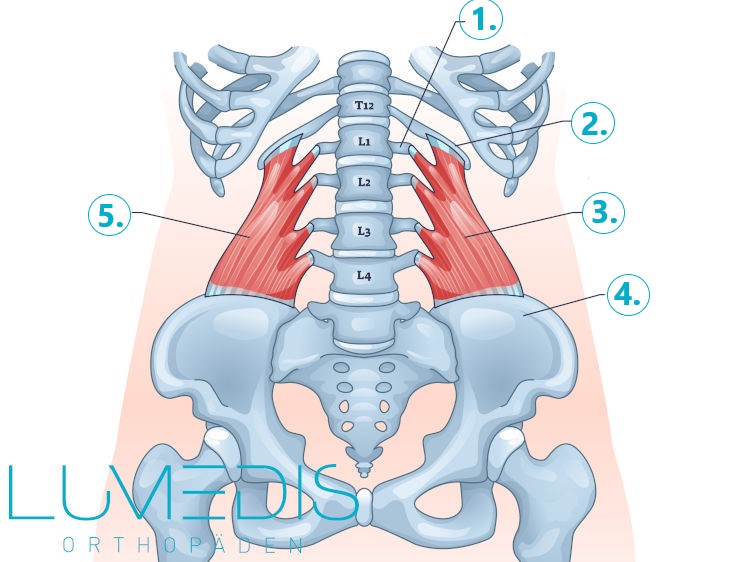 Musculus quadratus lumborum