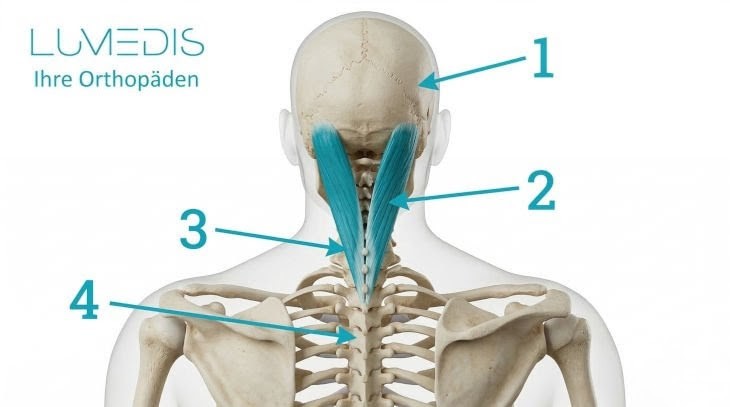 Musculus splenius capitis Musculus splenius capitis