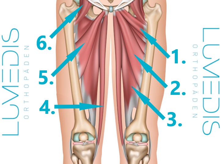 Adduktoren Muskeln