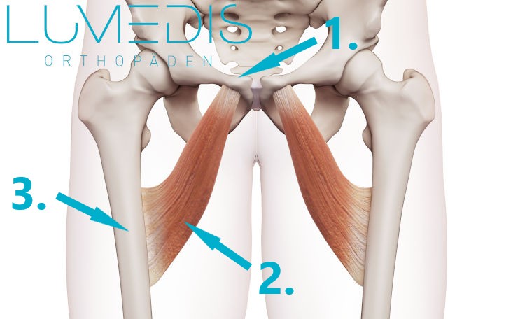 Abbildung des M. adductor longus Abbildung des M. adductor longus