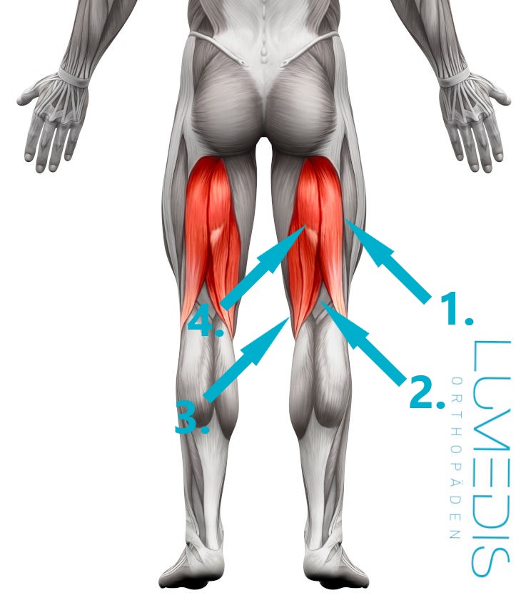 Muskulatur hintere Oberschenkel