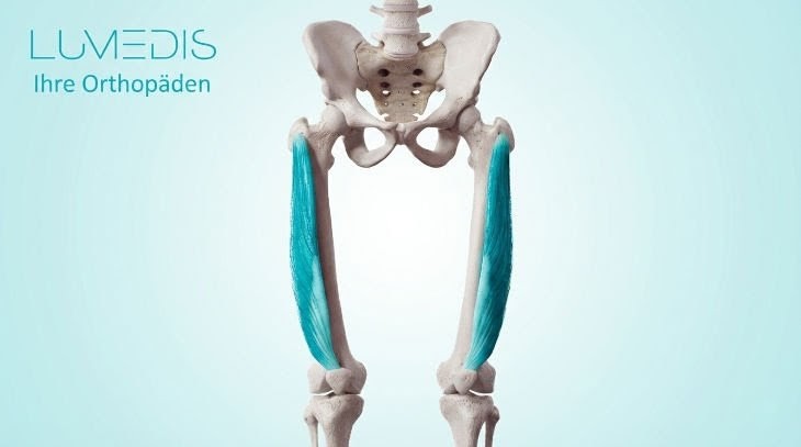 Musculus vastus lateralis