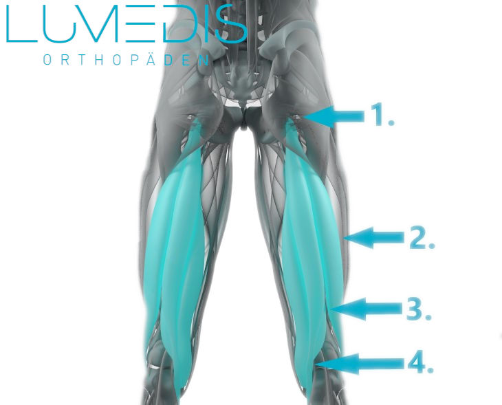 Muskeln die am Sitzbein ansetzen