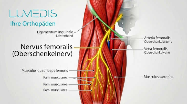 Anatomische Abbildung des Verlaufs des Nervus femoralis