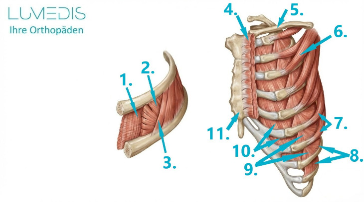 Intercostalmuskulatur