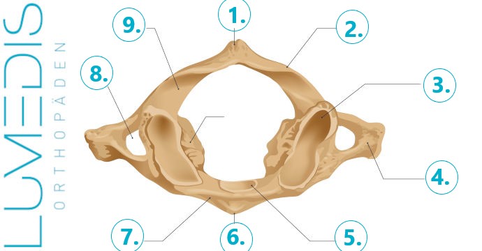 Anatomie vom Atlas