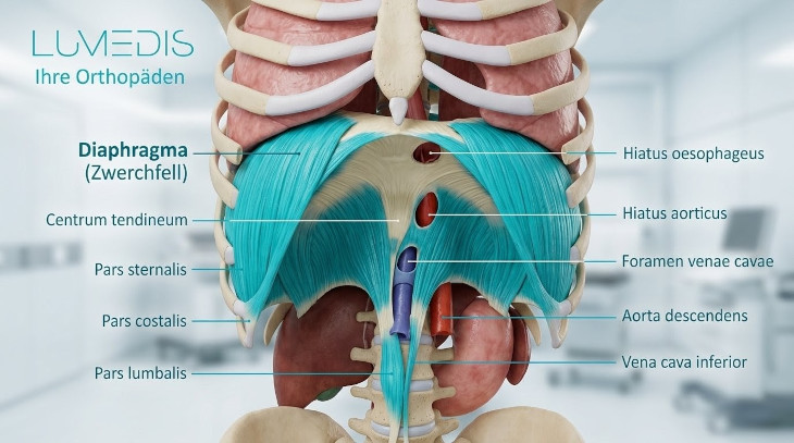 Anatomie vom Zwerchfell nach Lumedis