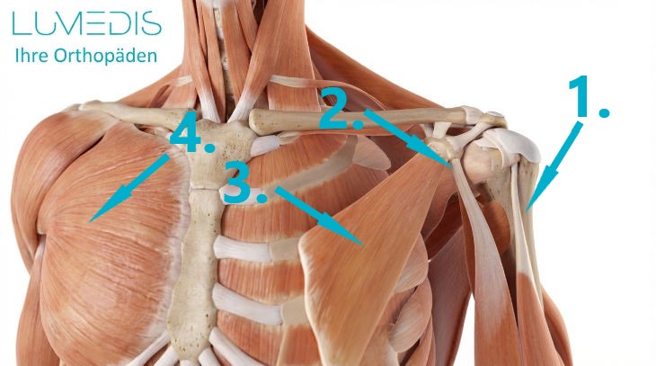 Brustmuskulatur und Bicpessehne