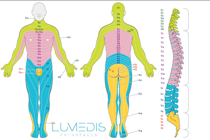 Dermatome vom Körper