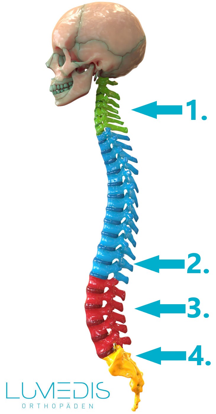 Abbildung HWS, BWS, LWS mit Schädel