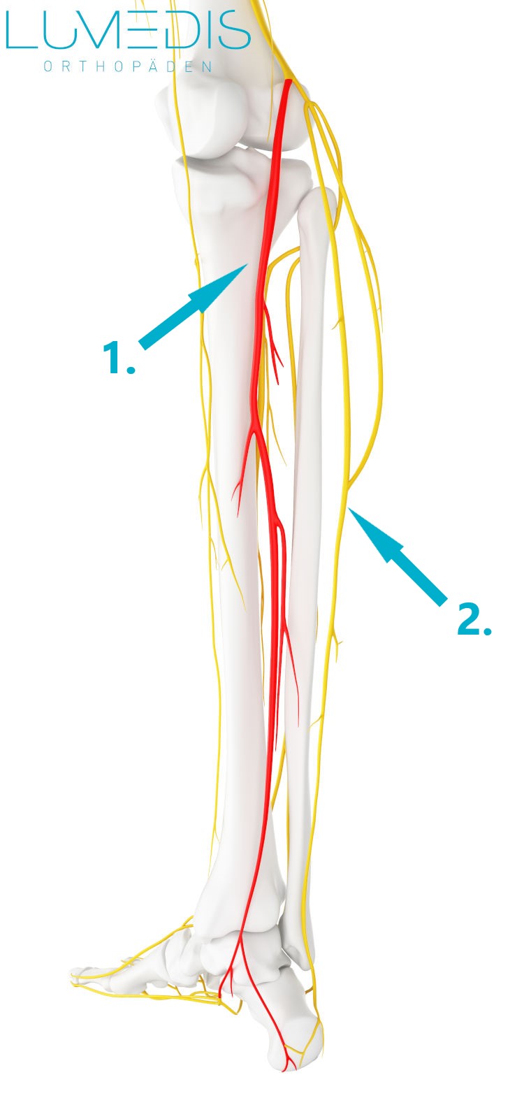 Verlauf des Nervus tibialis im Unterschenkel