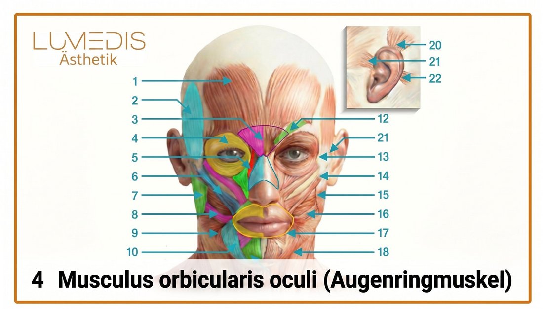 Musculus orbicularis oculi – Relevanter Augenmuskel bei Botox gegen Krähenfüße