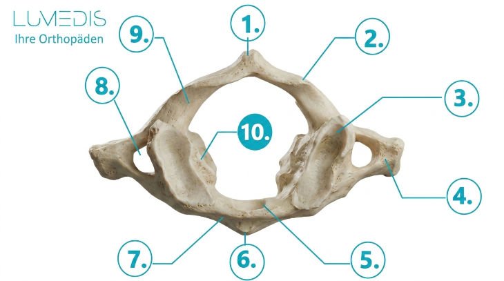 Anatomie vom Atlas