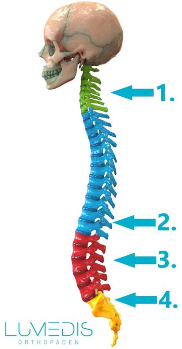 Abbildung HWS, BWS, LWS mit Schädel